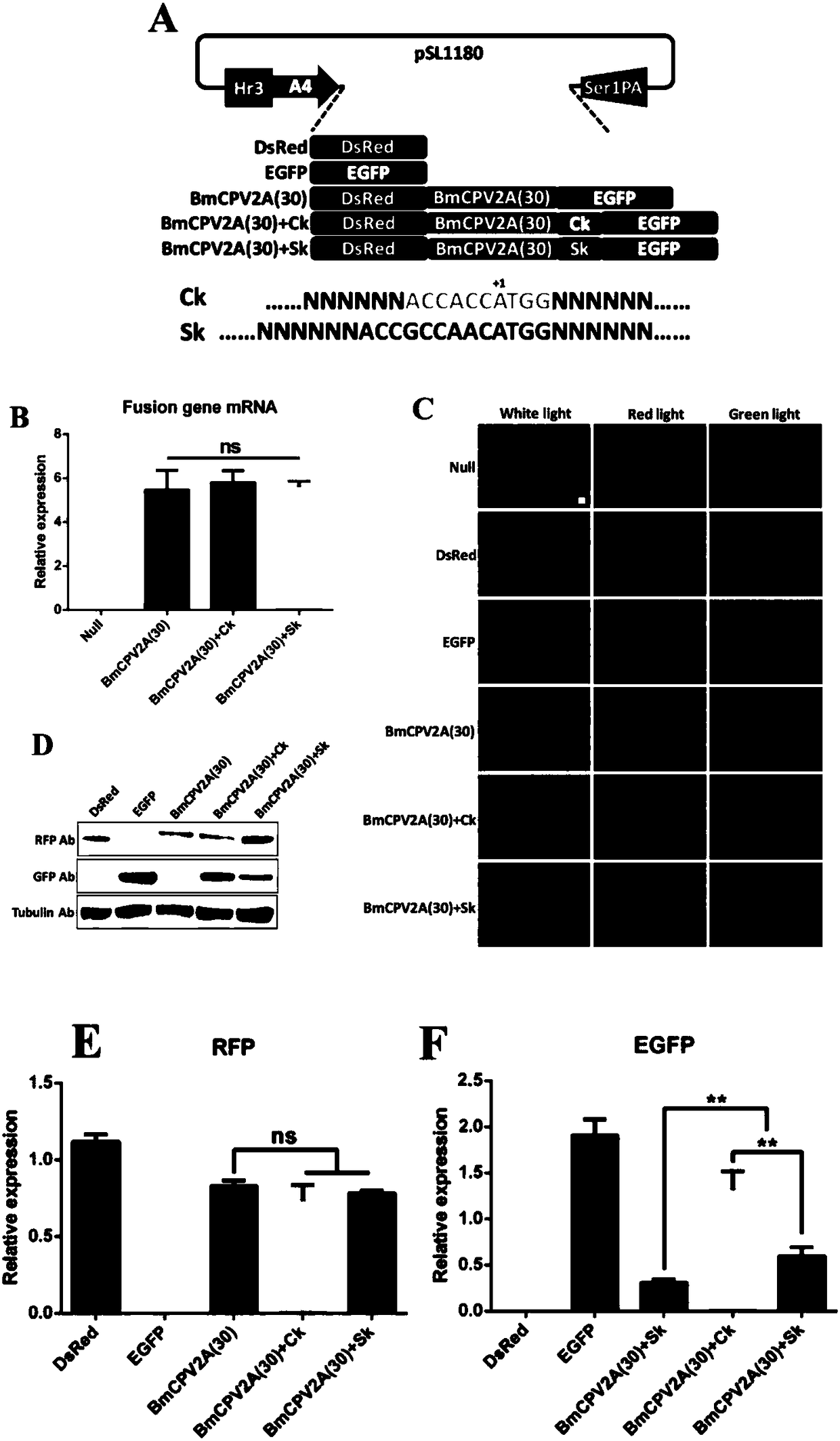 Polygene element realizing equivalent expression of two genes based on 2A lytic peptide, expression vector and application