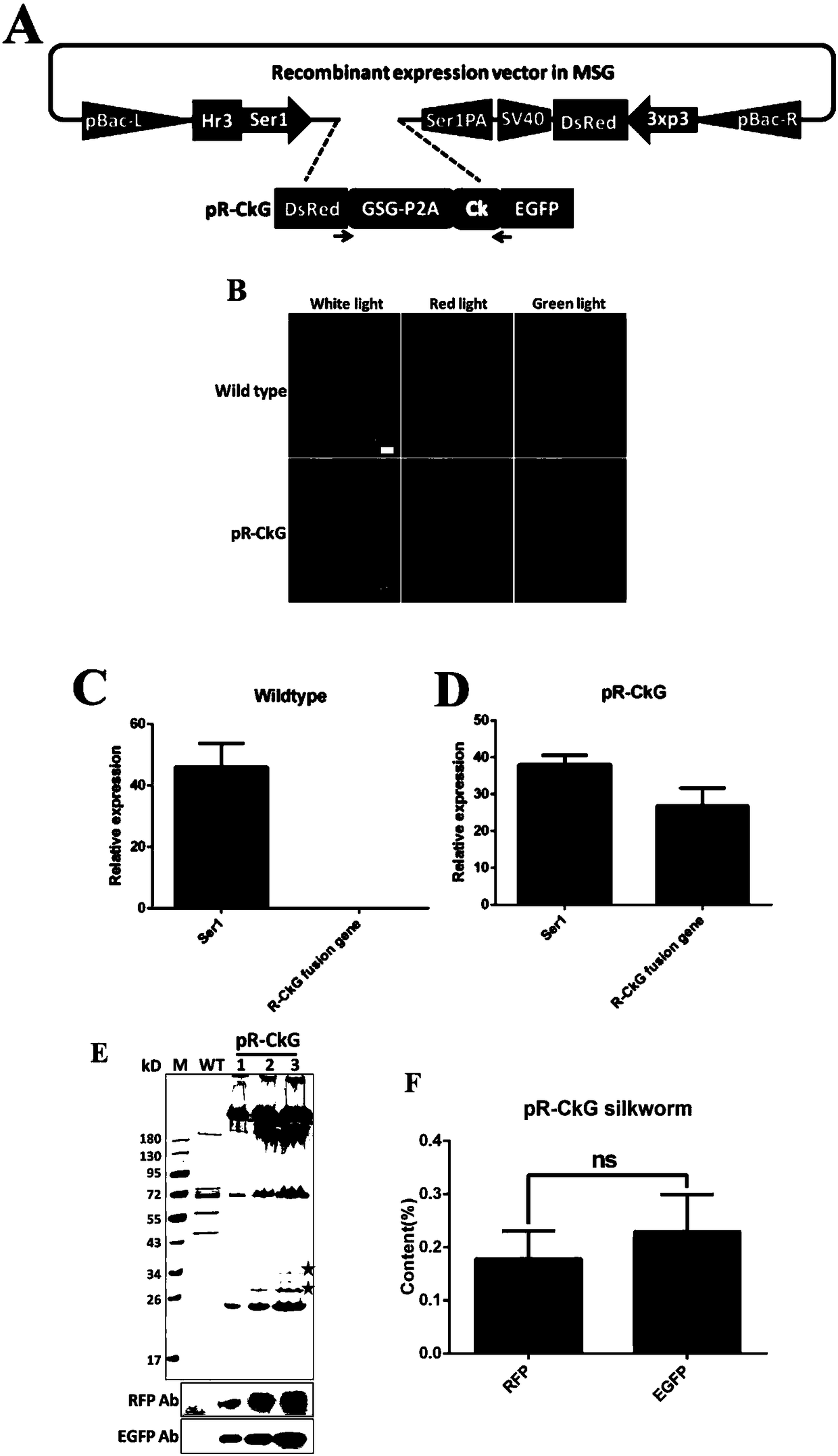 Polygene element realizing equivalent expression of two genes based on 2A lytic peptide, expression vector and application