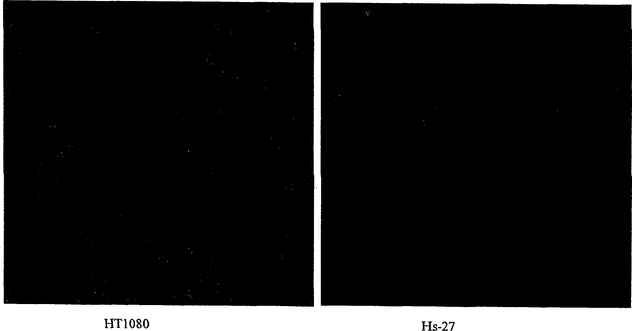 Modulation of the poliovirus receptor function