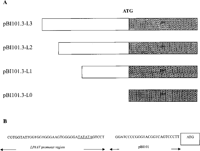 Application of gene promoter region sequence of glycerophospholipid peptidy transeferace in crop genetic improvement