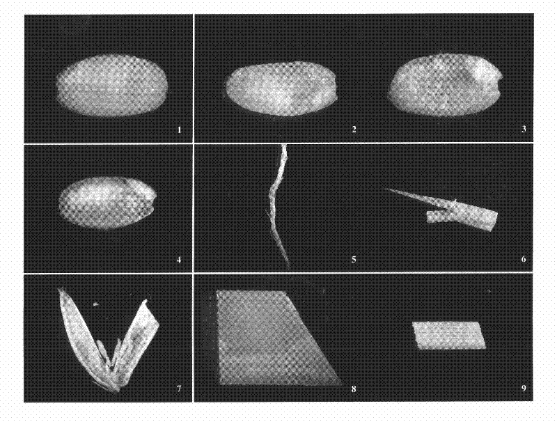 Application of gene promoter region sequence of glycerophospholipid peptidy transeferace in crop genetic improvement