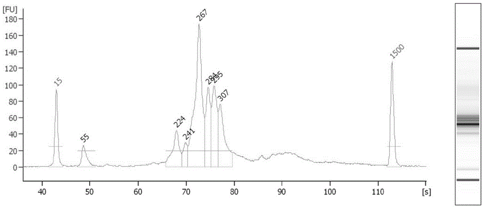 DNA labels, PCR primers and application thereof