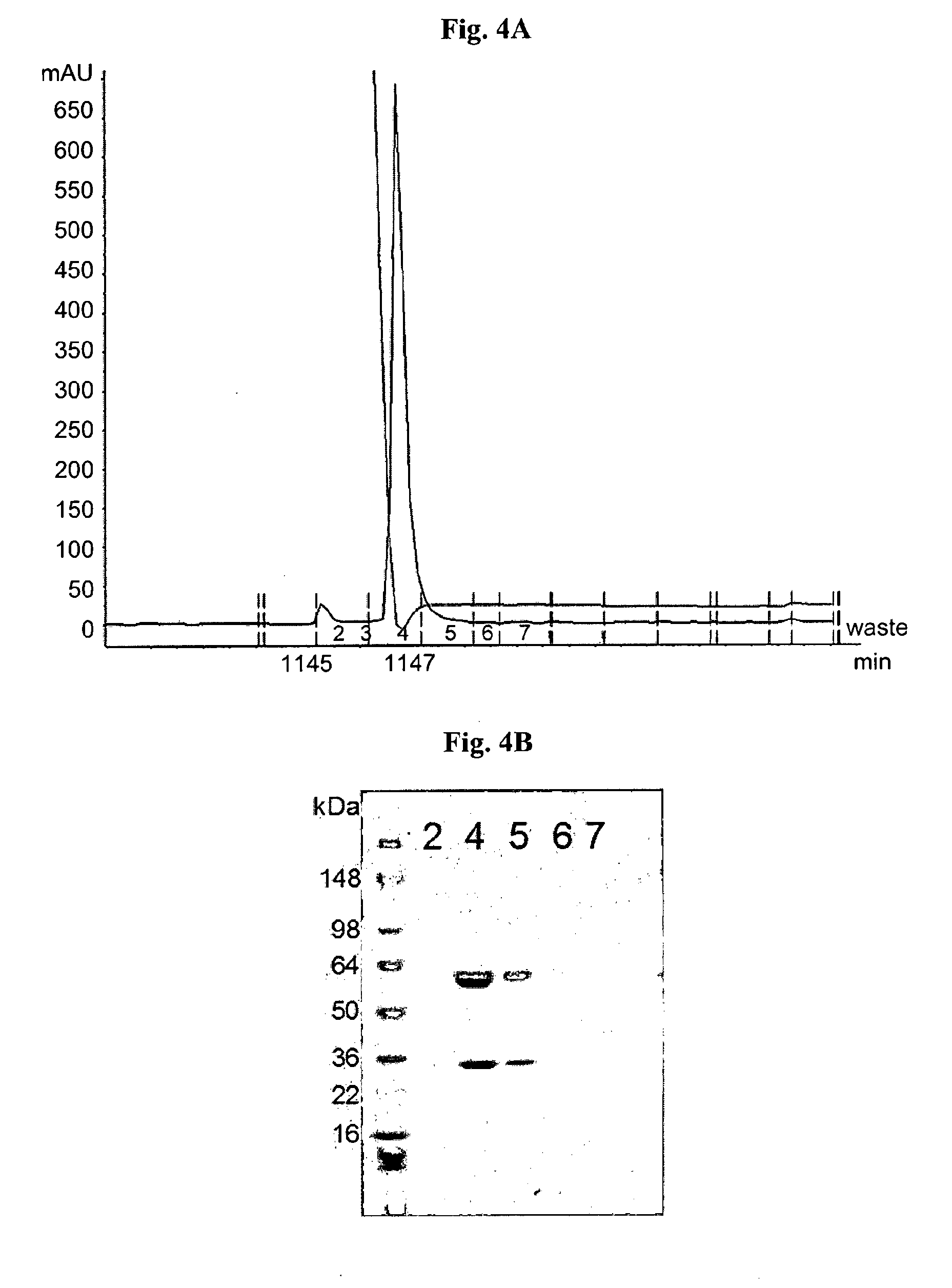 Therapeutic antibodies against flagellated pseudomonas aeruginosa