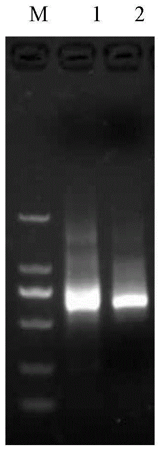 Leymus chinensis triosephosphate isomerase gene as well as encoding protein and application thereof