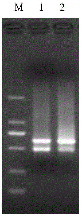 Leymus chinensis triosephosphate isomerase gene as well as encoding protein and application thereof