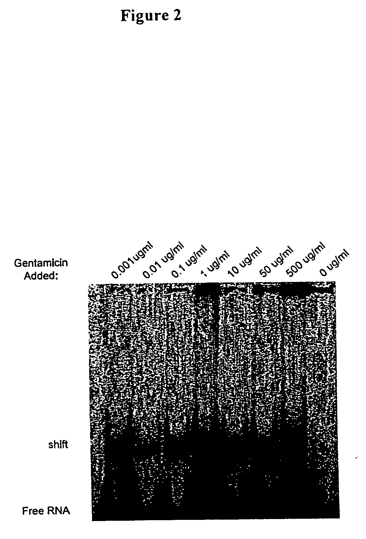 Methods for identifying small molecules that bind specific RNA structural motifs