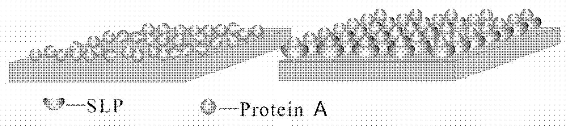 Functional protein directional fixing method employing SLP