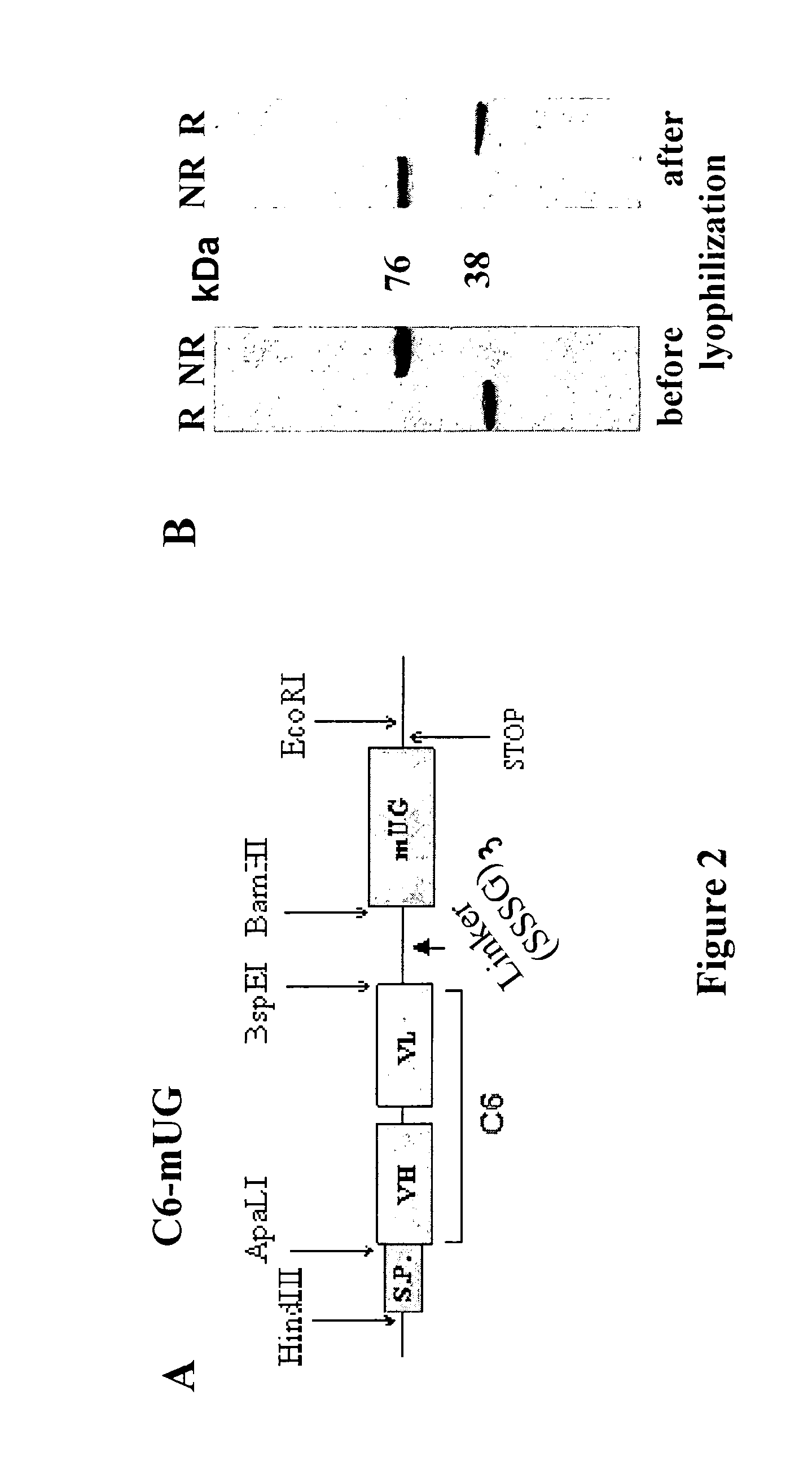 Process for engineering polyvalent, polyspecific fusion proteins using uteroglobin as skeleton and so obtained products.