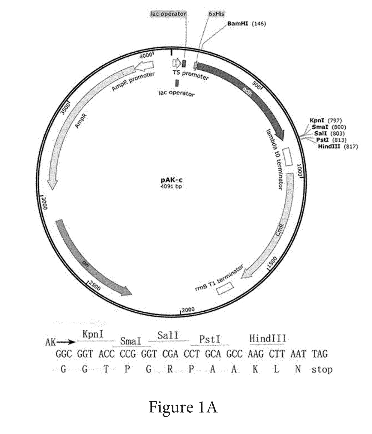 Solubility and Affinity Tag for Recombinant Protein Expression and Purification