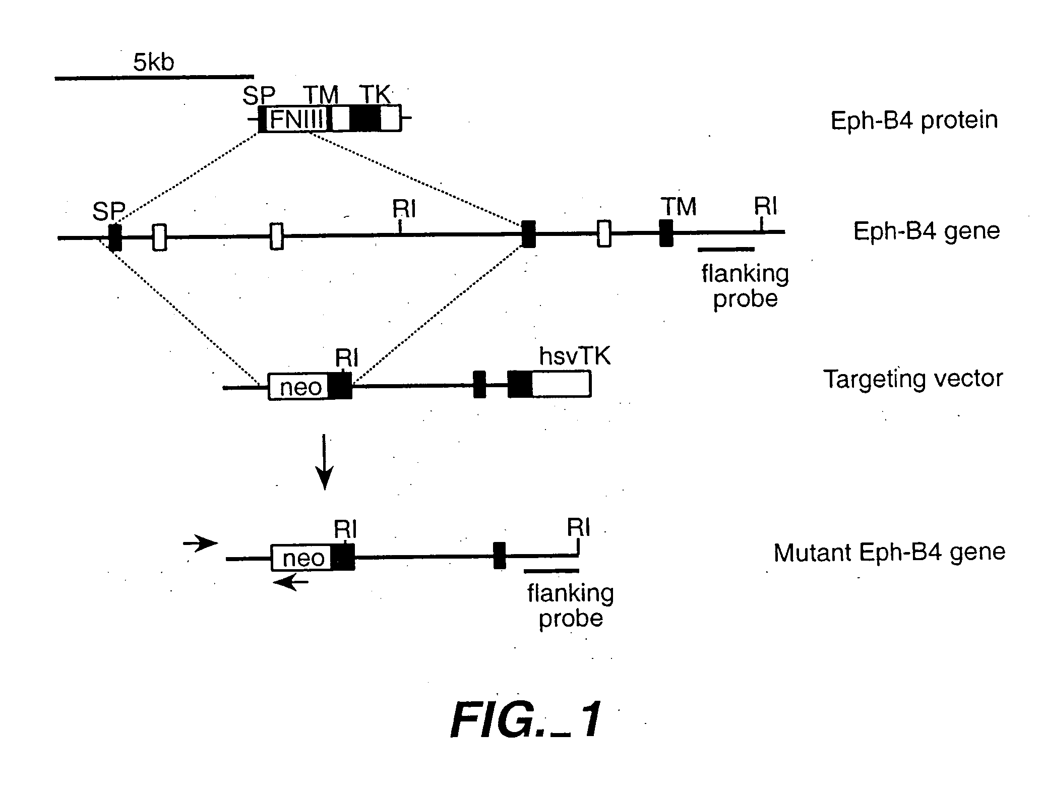 Methods for inhibiting angiogenesis by EphB receptor antagonists