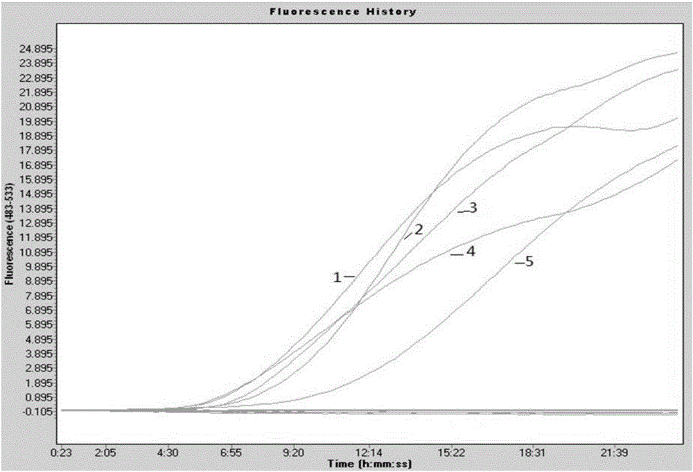 Reagent for detection of animal influenza virus type A, detection method and application thereof