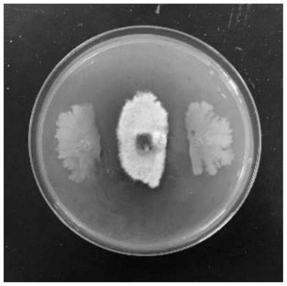 Bacillus velezensis as well as fermentation method and application