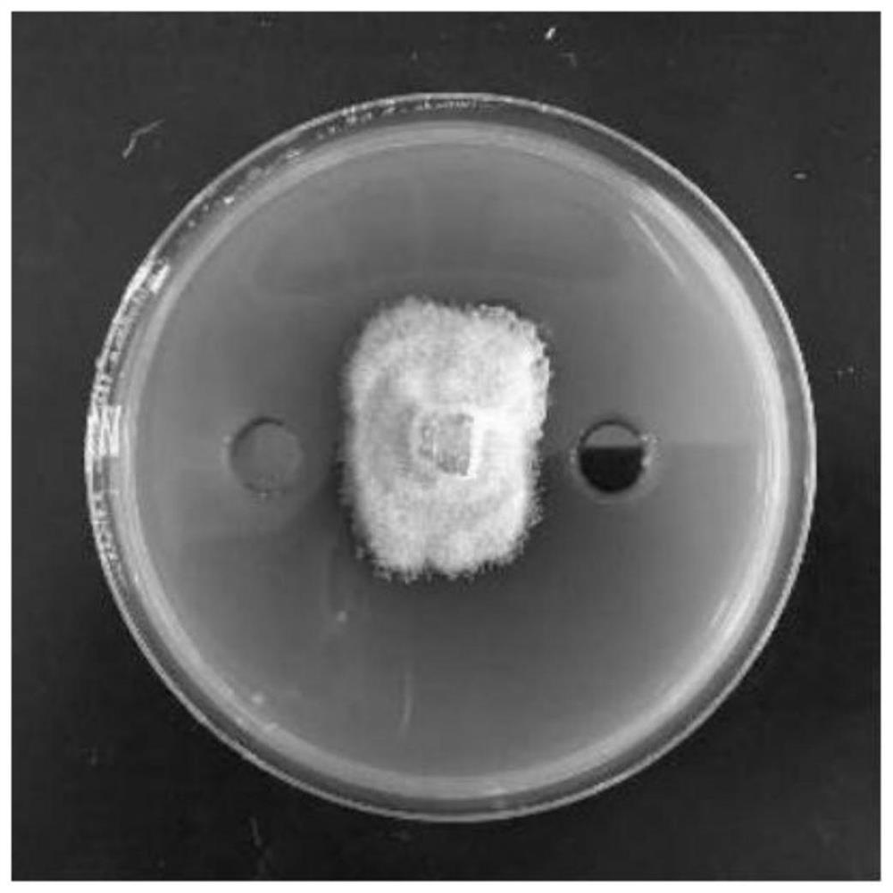 Bacillus velezensis as well as fermentation method and application