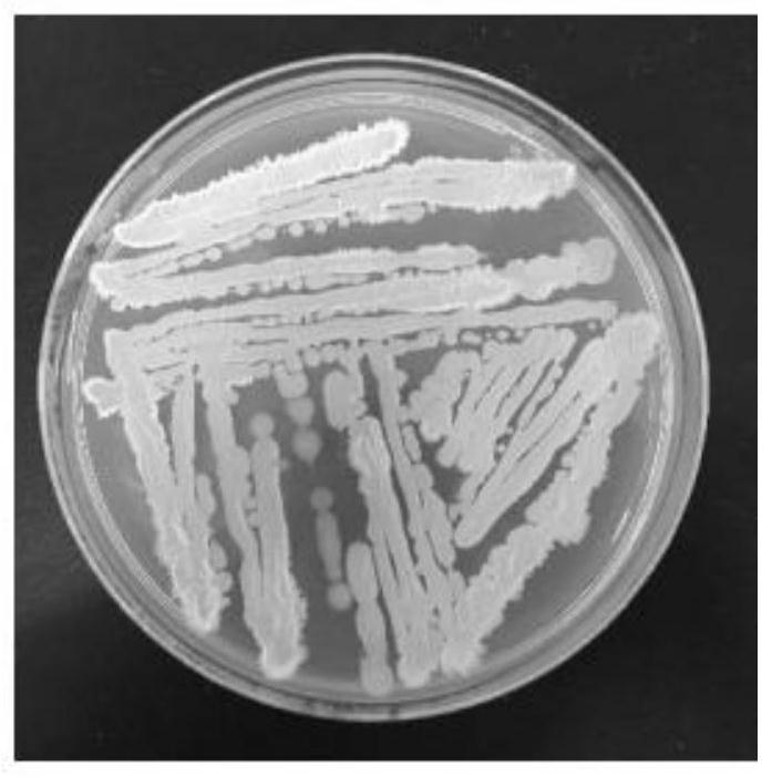 Bacillus velezensis as well as fermentation method and application