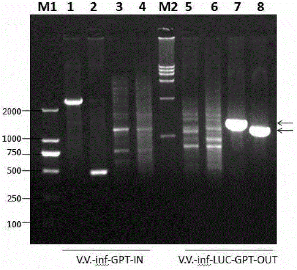 In-vivo imaging tracking system of mouse hepatitis coronavirus and application of tracing system