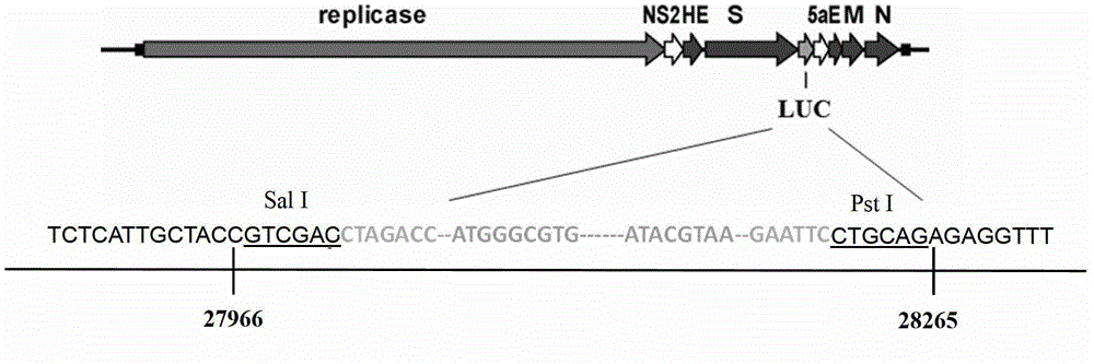 In-vivo imaging tracking system of mouse hepatitis coronavirus and application of tracing system