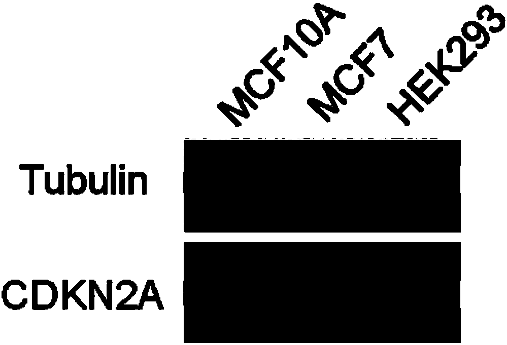 CIC cell models targeting to CDKN2A and preparation methods of CIC cell models