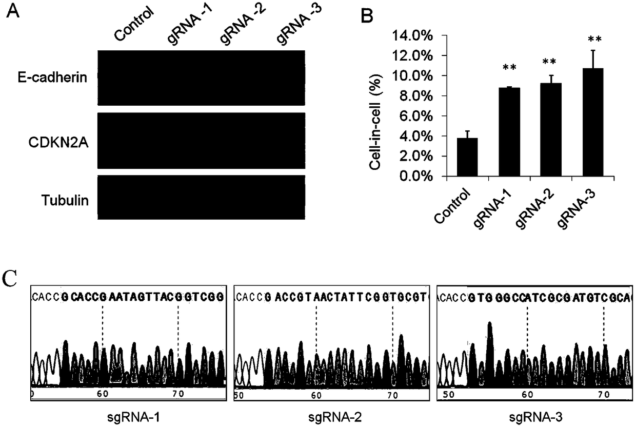 CIC cell models targeting to CDKN2A and preparation methods of CIC cell models