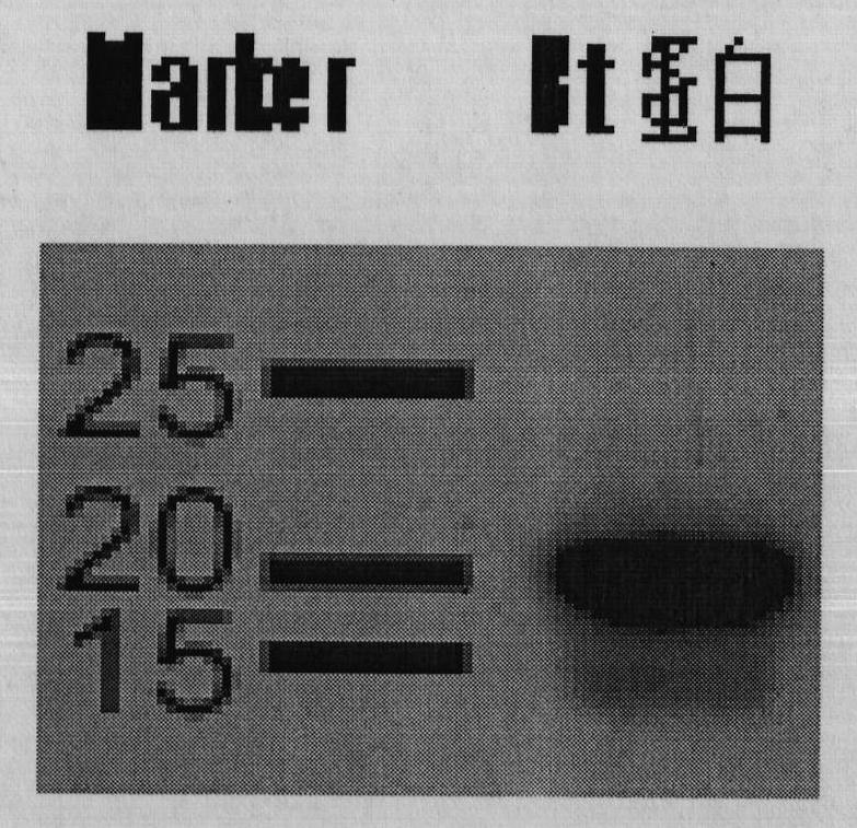 Immune magnetosome for detecting Bt insecticidal protein in mice tissue and preparation method thereof