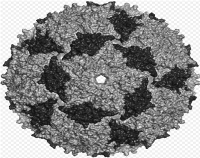 A preparation method of ms2 protein nanoparticle coupling monocarboxyphthalocyanine zinc and its application in anti-breast cancer