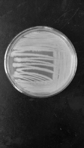 Bacterial strain composition for pile fermentation of green brick tea and application