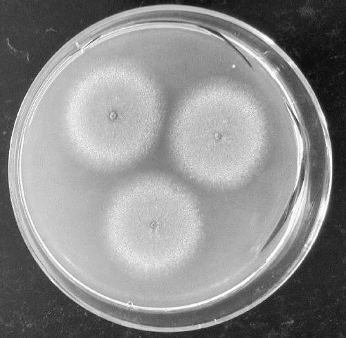 Bacterial strain composition for pile fermentation of green brick tea and application