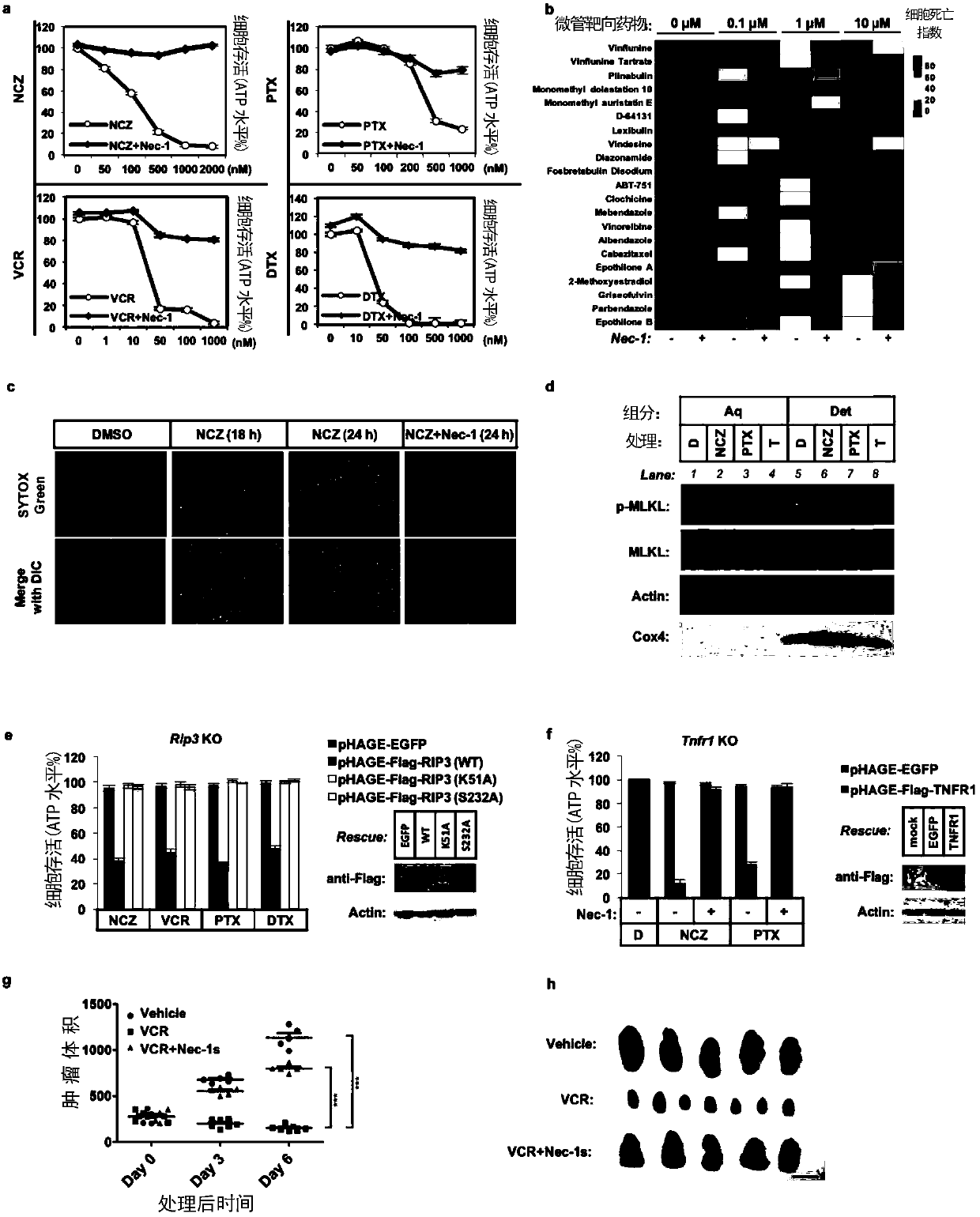 Synergistic tumor inhibition composition and application thereof