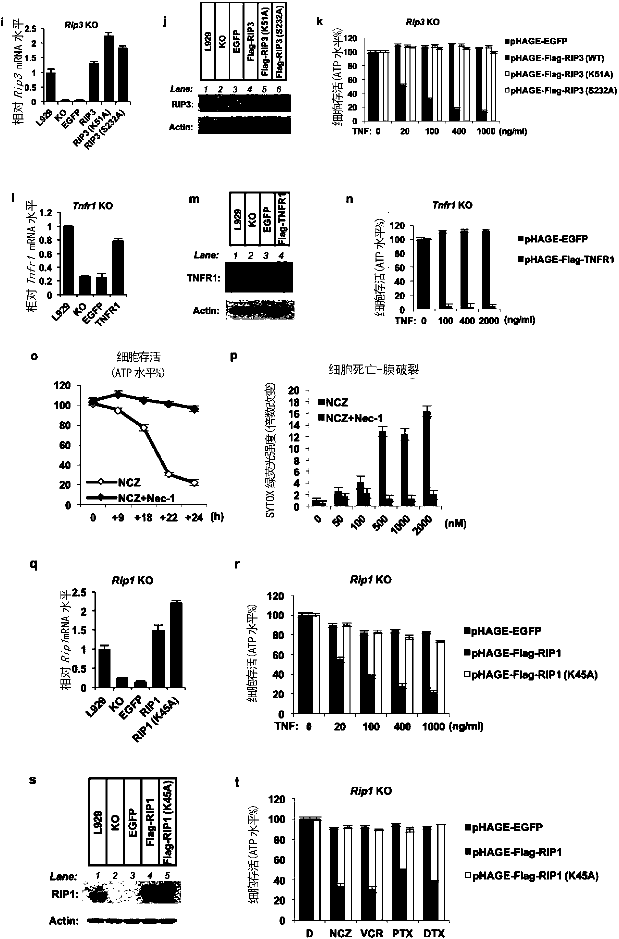 Synergistic tumor inhibition composition and application thereof