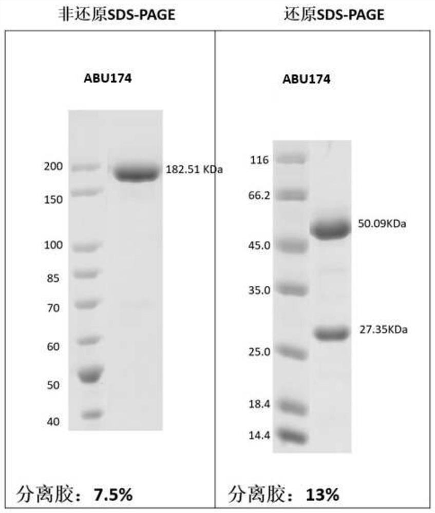 Method for preparing antigen binding units