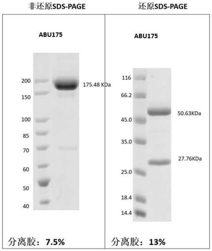 Method for preparing antigen binding units