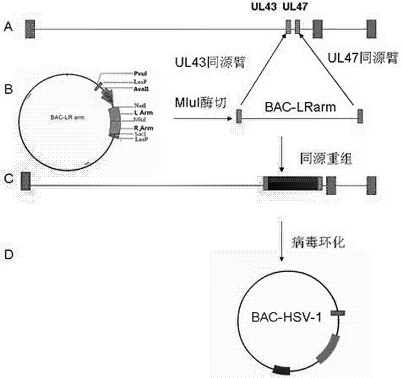 Recombinant HSV (Herpes Simplex Virus) amplicon vector and application thereof