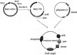 Recombinant HSV (Herpes Simplex Virus) amplicon vector and application thereof