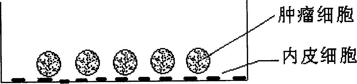 Tumour angiogenesis external co-culture model