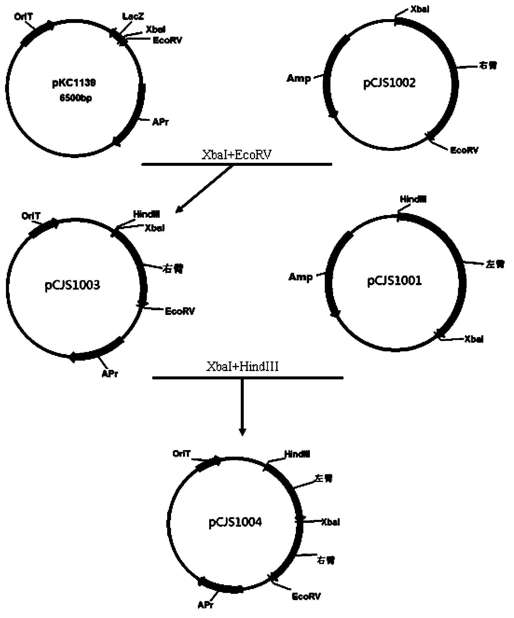 Genetic engineering bacterium for producing sugar-free ramoplanin, its construction method and application thereof