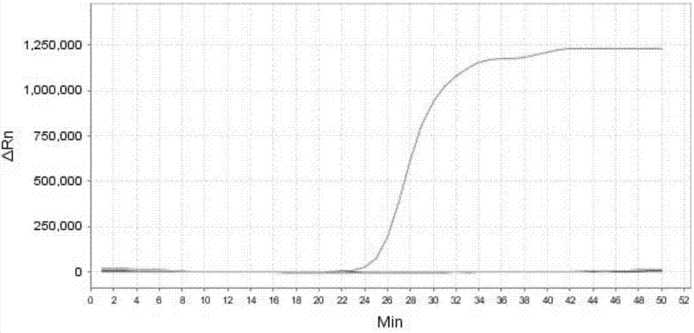 LAMP primer combination for detecting 6 infectious pathogens of dairy cow mastitis and application thereof