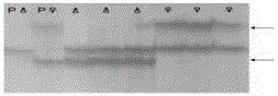 SSR molecular marker A002 for identifying males and females of kiwi fruit hybrid populations