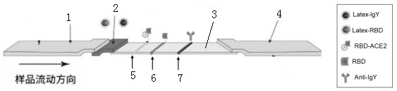 Virus neutralizing antibody and non-neutralizing antibody combined detection method, detection card and application