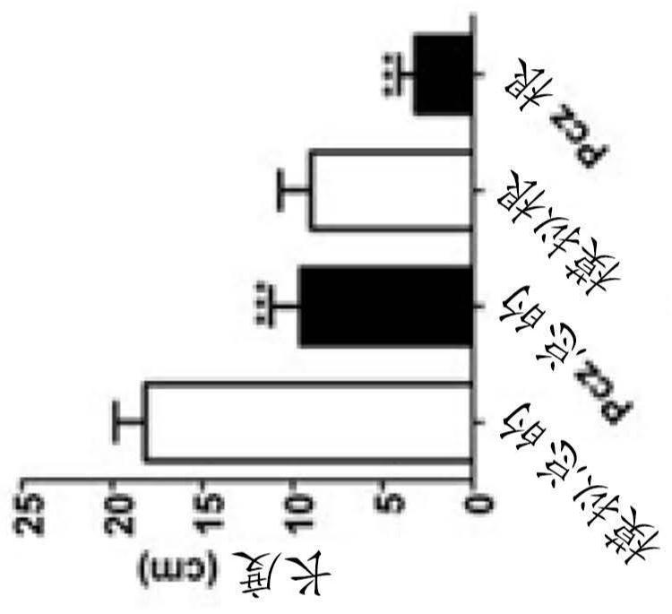 Transgenic plants with increased yields