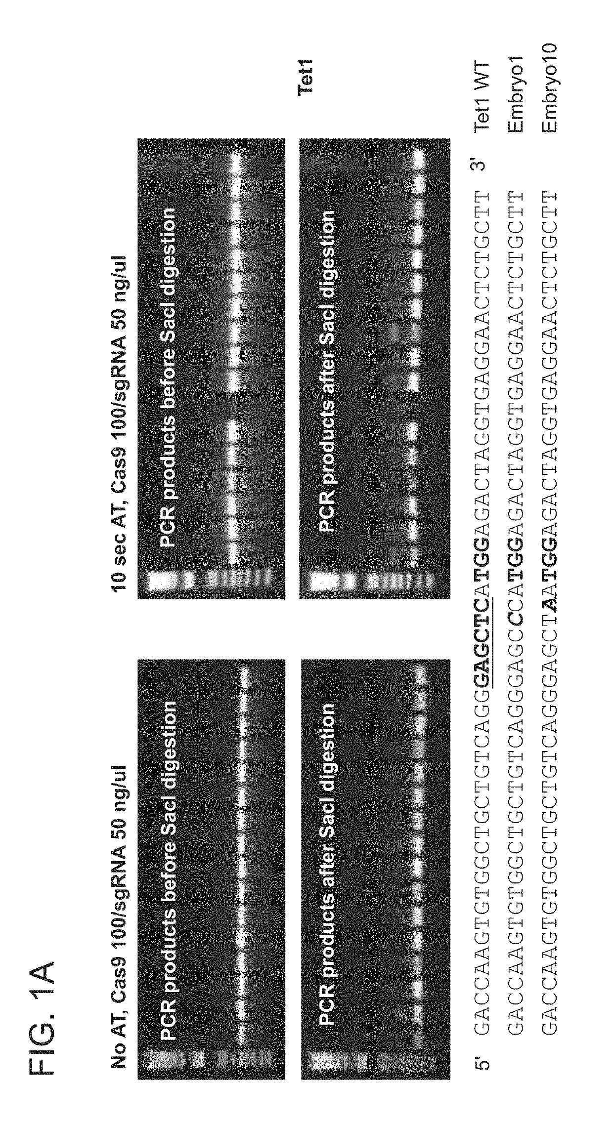 High efficiency, high throughput generation of genetically modified non-human mammals by multi-cycle electroporation of cas9 protein