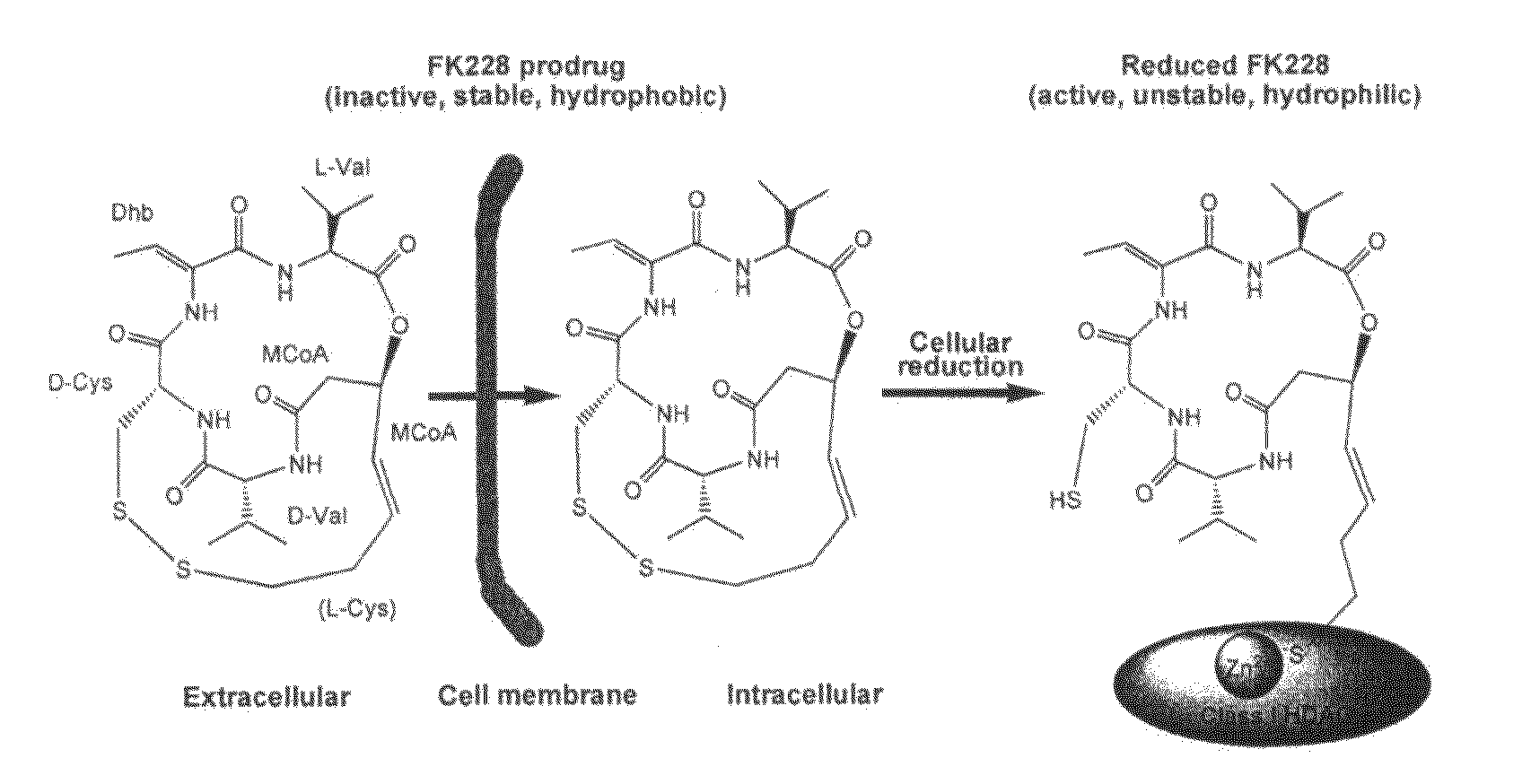 Sequences for fk228 biosynthesis and methods of synthesizing fk228 and fk228 analogs