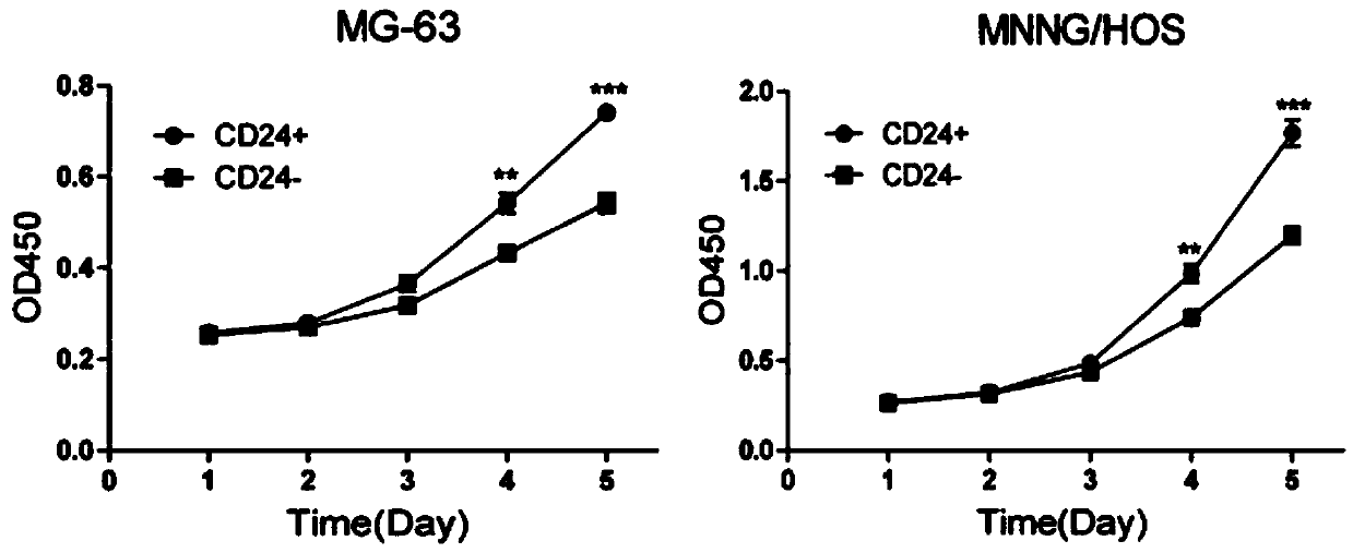 Osteosarcoma stem cell molecular marker CD24 and application thereof