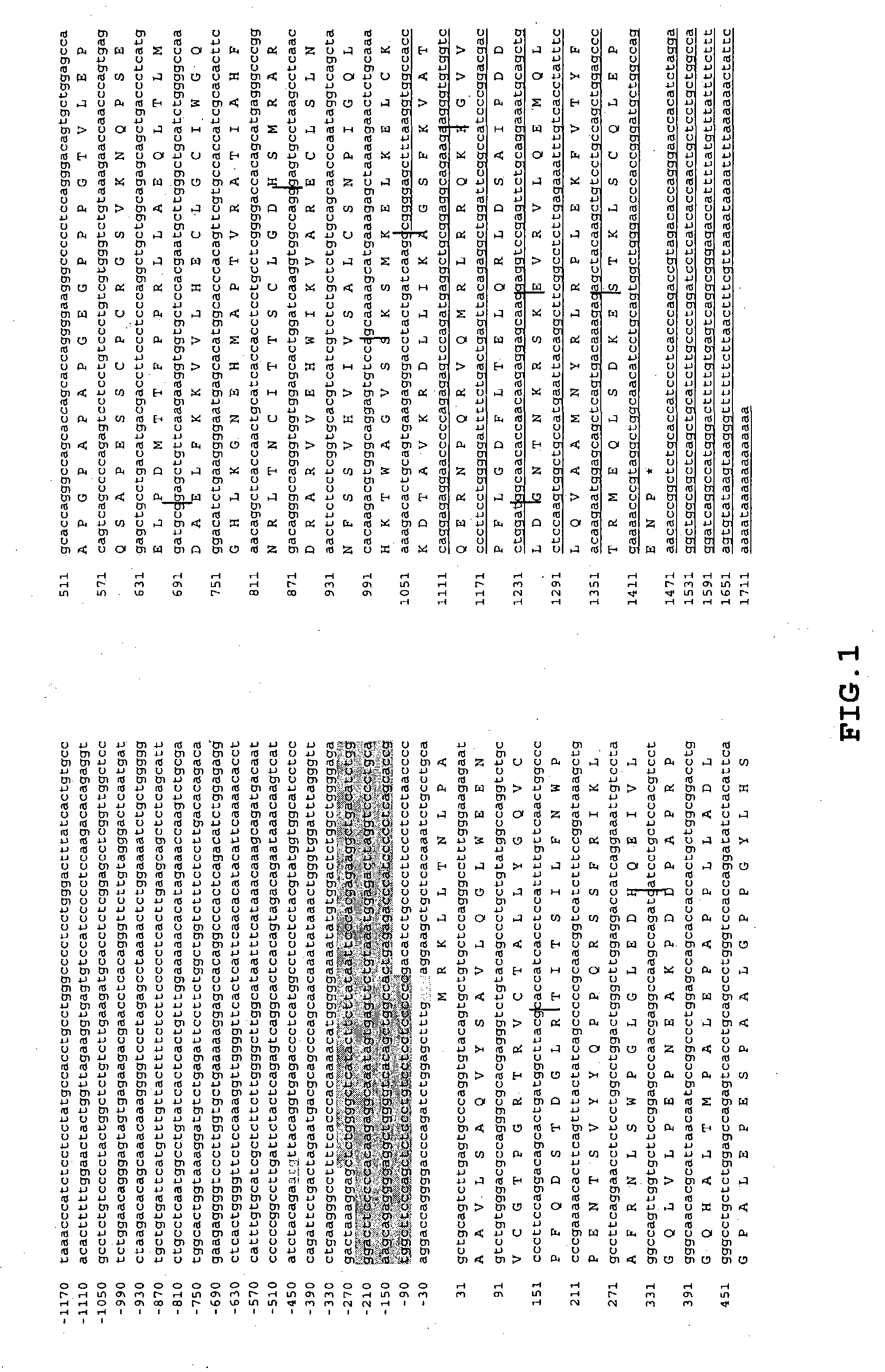 Human RGR oncogene and truncated transcripts thereof detected in T cell malignancies, antibodies to the encoded polypeptides and methods of use