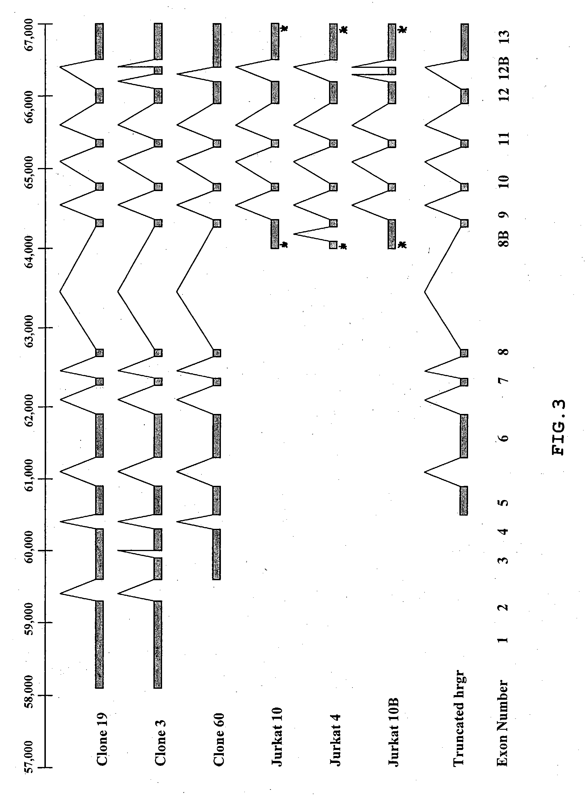 Human RGR oncogene and truncated transcripts thereof detected in T cell malignancies, antibodies to the encoded polypeptides and methods of use