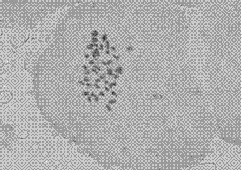 Method for inducing tetraploid thin-peel melon