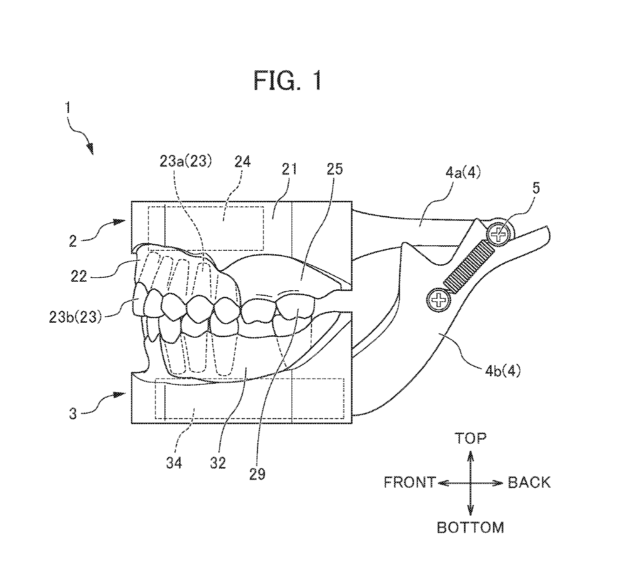 Orthodontic practice appliance