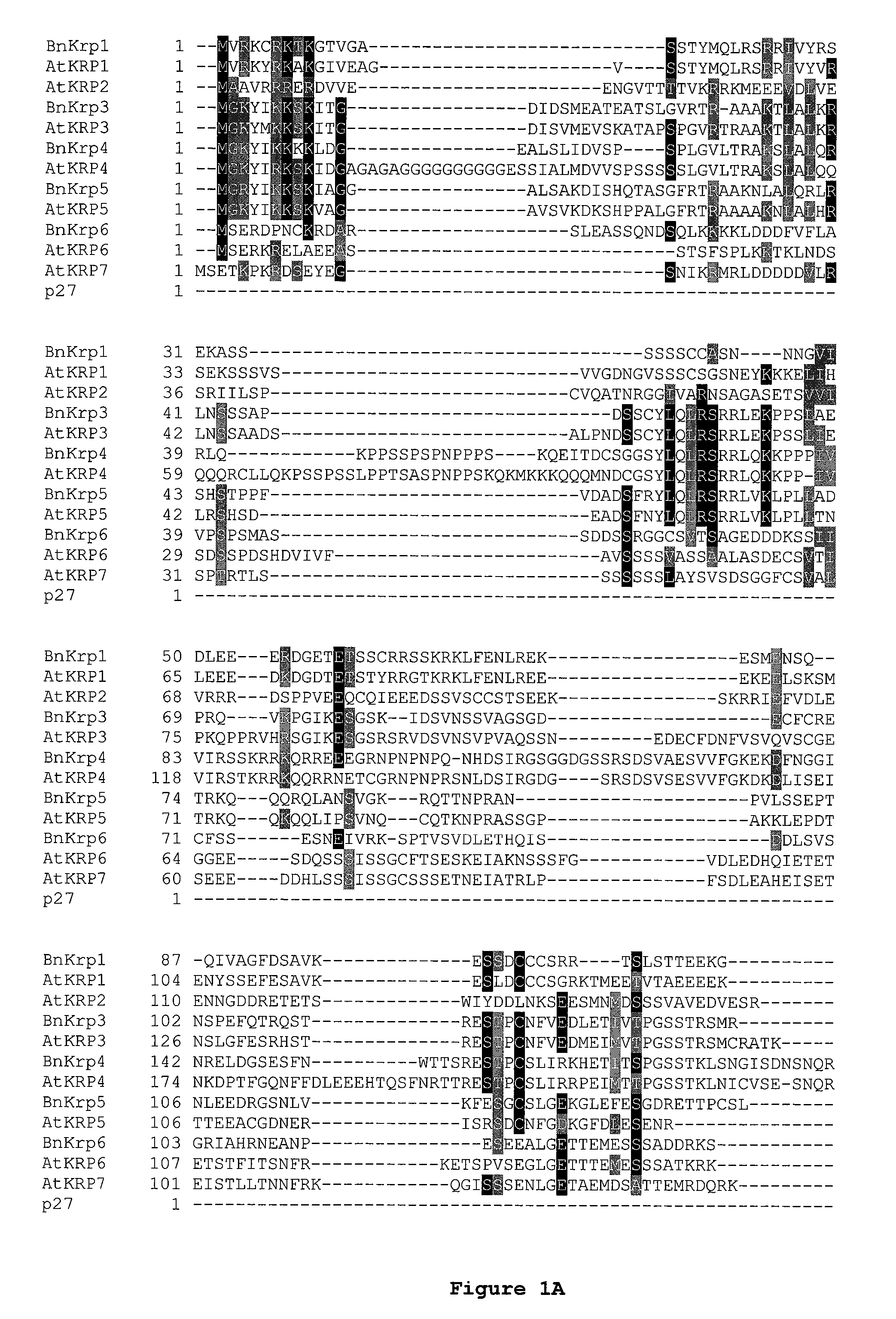 Dominant negative mutant KRP protein protection of active cyclin-CDK complex inhibition by wild-type KRP