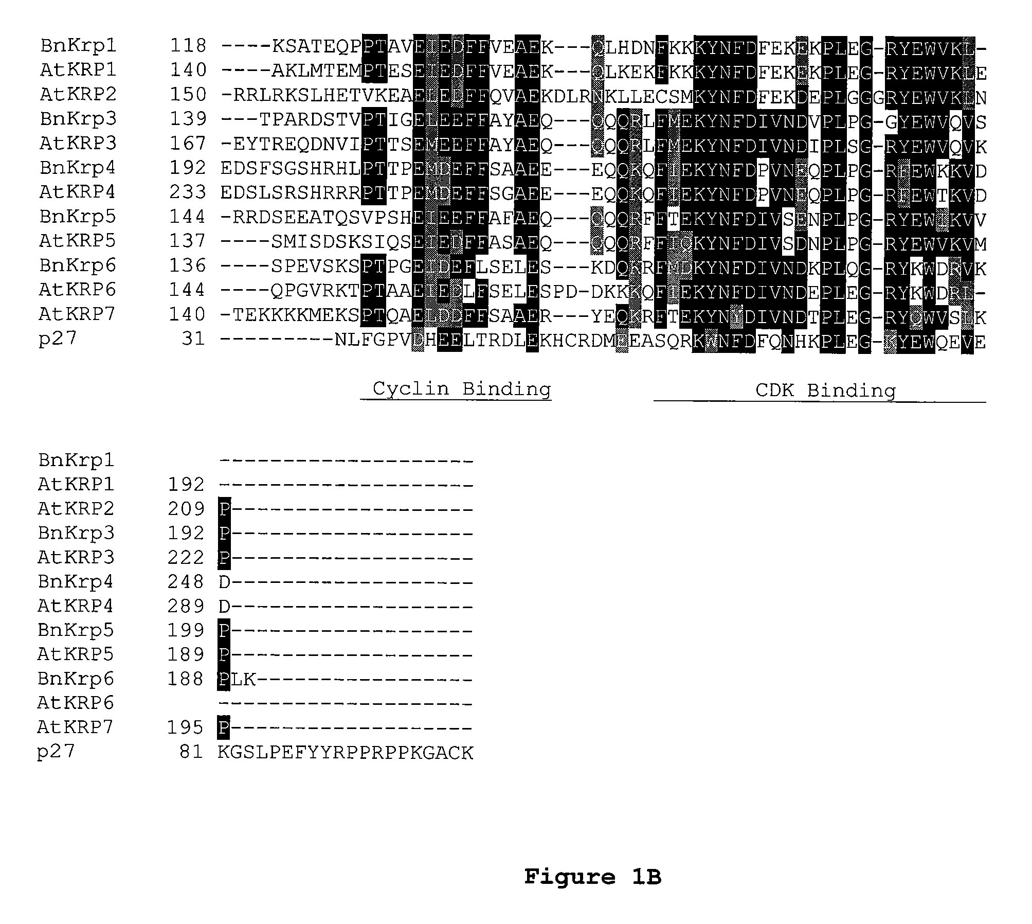 Dominant negative mutant KRP protein protection of active cyclin-CDK complex inhibition by wild-type KRP