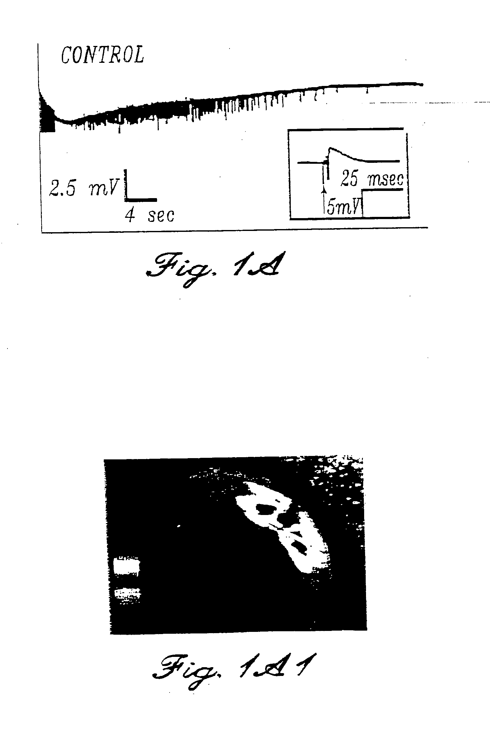 Compositions and methods for the treatment of disorders of the central and peripheral nervous systems