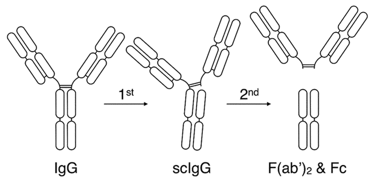 Cysteine protease