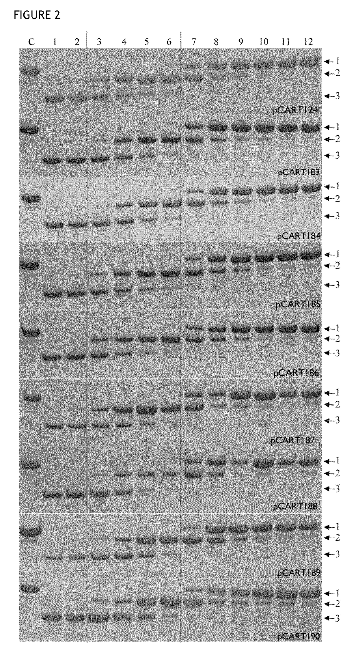 Cysteine protease